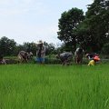 DSCF7978